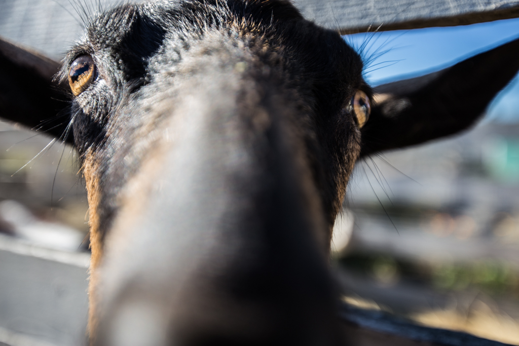 This is what it looks like when a goat decides to eat your lens.
