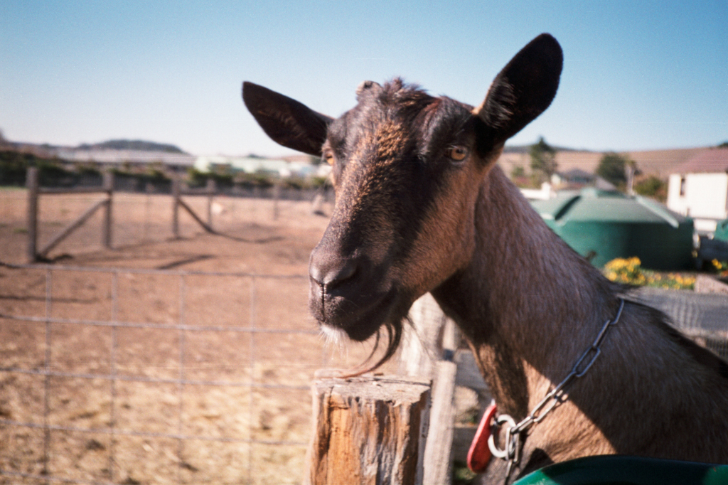 Day 5: GOATS!!!