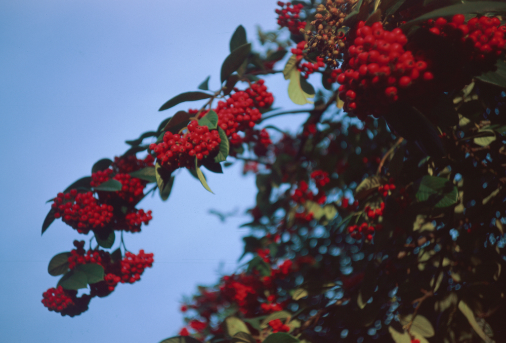 Day 7: Red Berries Red Berries Red Berries