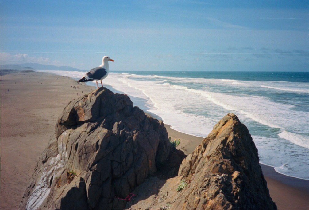 PhotoExif - Camera: Canon Sureshot A1 SLC P20, Film: Portra 400, Comment: Gull